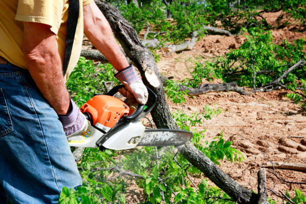 Best Tree Maintenance Programs  in Madelia, MN